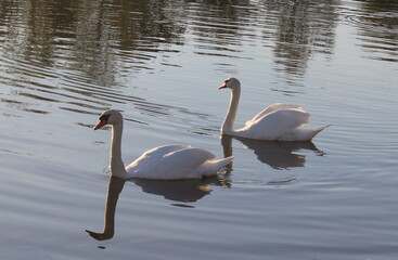 Schwan Pärchen schwimmen zusammen 