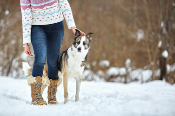 The dog walks in the winter in nature with its owner. They train and play. 