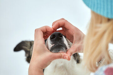 The dog walks in the winter in nature with its owner. They train and play. 