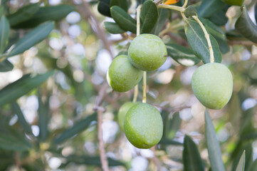 Olive tree branch, Olea Europaea