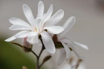 Delicate white Magnolia flower on a blurred background. Beautiful Magnolia tree blooms in spring. Romantic floral light background.  First Spring flowers. Selective focus. 