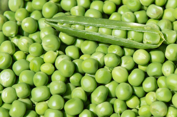 Top view of organic green peas from Dalmatia, Croatia, freshly picked and peeled from the pod, green background. Concept of healthy eating