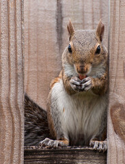 Eastern gray squirrel with gray-brown and white fur is sitting inside a wood fence while eating a peanut.