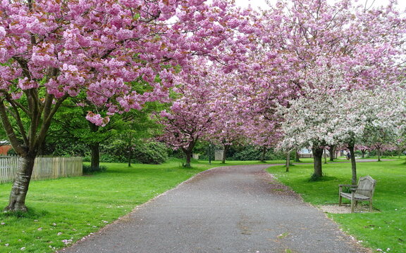 View of a path through park garden and trees with beautiful cherry blossom in spring