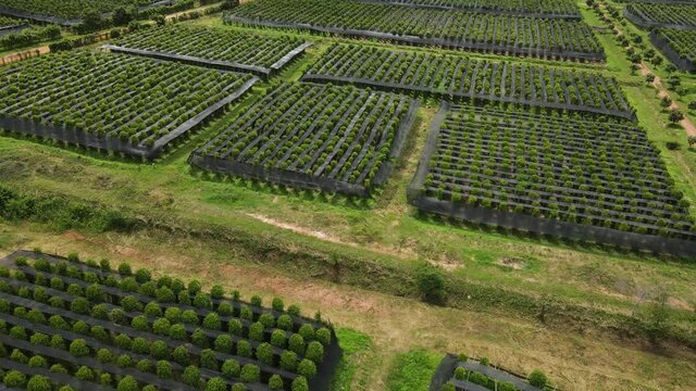 Aerial view of Kampot pepper plantation, Phnom Voar mountain, Cambodia.