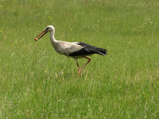 A stork in the village of Grzedy, Biebrza National Park, Red Marsh region, Poland