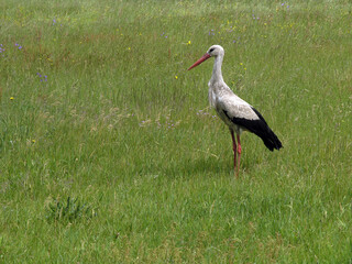 A stork in the village of Grzedy, Biebrza National Park, Red Marsh region, Poland