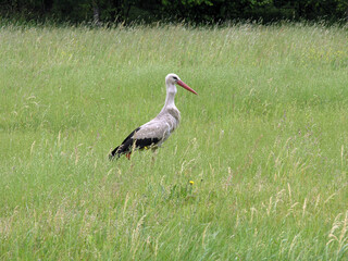 A stork in the village of Grzedy, Biebrza National Park, Red Marsh region, Poland