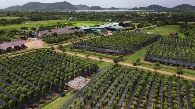Aerial view of Kampot pepper plantation, Phnom Voar mountain, Cambodia.