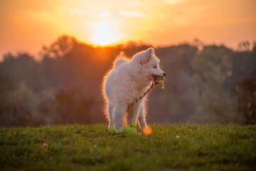 Samoyed puppy plays with his rope in the green dog meadow. The white fur shines in the orange sunlight. In the background the orange sky with the setting sun.