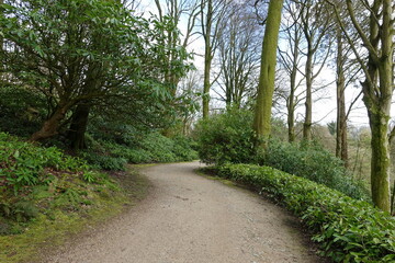 View of a footpath through a forest