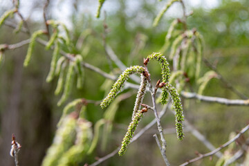 Bl&uuml;hende Erle Pappel