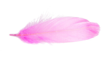 Pink elegant feather isolated on the white backround