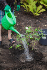 Rose bush is watered from green watering can. Side view