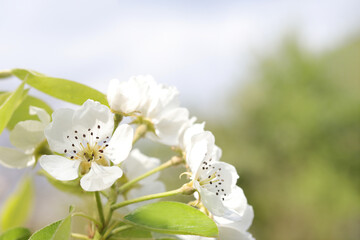 Pear blooms . Branches white flowers green Leaves . 
Beautiful trees blossom. Spring orchard. Summer sunny day. Nature. Fruit tree flowers. Floral background. Copy space. Close-up trees blossom