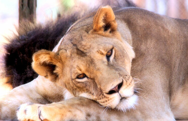 Fototapeta na wymiar Lioness relaxing