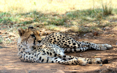 Cheetah lounging in the shade