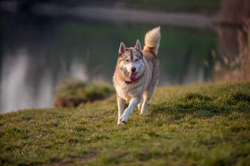 Light brown husky runs in the green meadow and sticks out its tongue wide. His light blue eyes shine and the tail is stretched high upwards