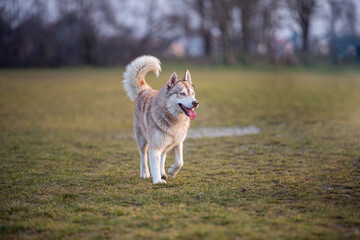 Light brown husky runs in the green meadow and sticks out its tongue wide. His light blue eyes shine and the tail is stretched high upwards © JürgenBauerPictures