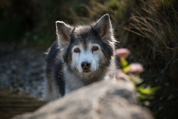 Old husky in the dog meadow. Portrait of an aging husky on the bank of a lake.