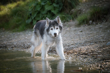 Old husky in the dog meadow. Portrait of an aging husky on the bank of a lake.