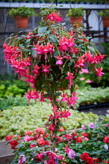 Beautiful Fuchsia flowering plant in a green house
