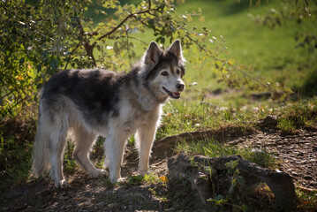Naklejka na ściany i meble Old husky in the dog meadow. Portrait of an aging husky staying in green grass.