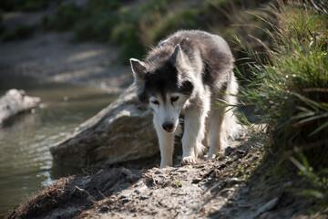 Old husky in the dog meadow. Portrait of an aging husky on the bank of a lake.