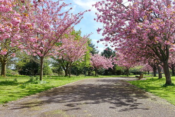 Cherry blossom path