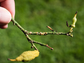 scale insects sucking on citrus or lemon plant
