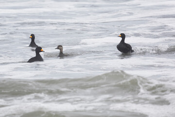 Fototapeta premium flock Black scoter birdfloats on the waves in the ocean