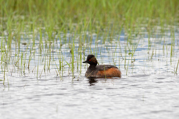 Black-necked grebe on the lake on a cloudy day
