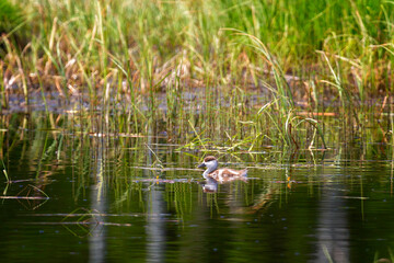 Ruddy shelduck chick swims on the lake