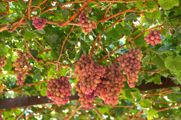 Autumn harvest of red grapes close up