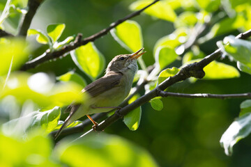 Blyth's reed warbler sits on a tree branch in spring