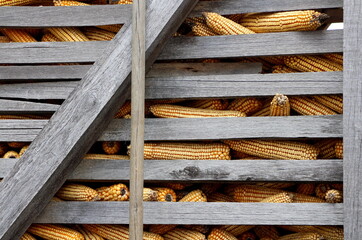 Dry yellow corn cobs stored in the wooden barn on the farm
