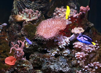 Naklejka na ściany i meble Beautiful sea fish at the bottom of the sea, part of marine life