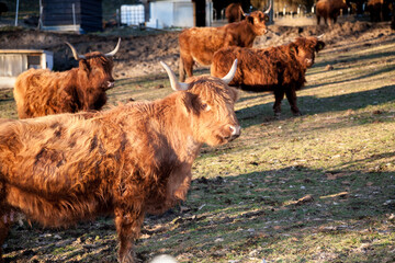 Highland cattle
