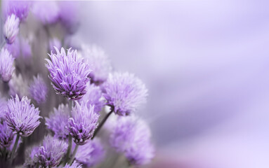 Floral spring natural landscape with wild pink lilac flowers. background. Dreamy gentle air artistic image. Soft focus