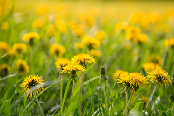 Lots of yellow dandelions on the green grass. Background. Selective focus