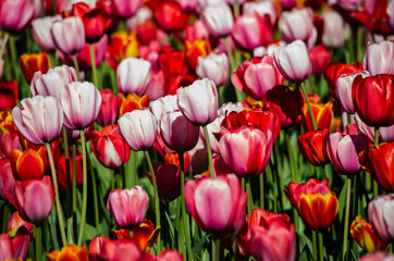 Fototapeta premium red and pink tulips close up postcard