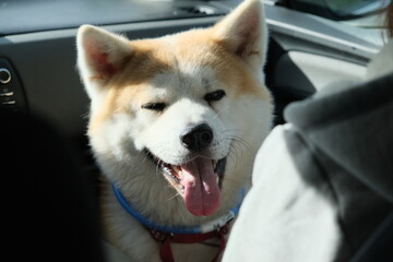 Akita dog closing eyes in a car