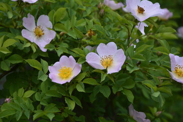 Flowers of dog-rose (rosehip) growing in nature