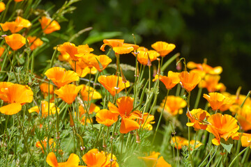 California poppy