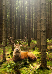 Resting stag on green moss in forest - obrazy, fototapety, plakaty
