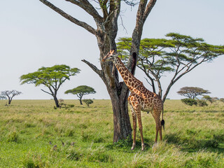 Adult giraffe standing next to a tree in Serengeti National Park, Tanzania