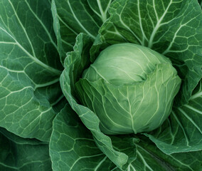 Fototapeta premium head of young green cabbage close up.