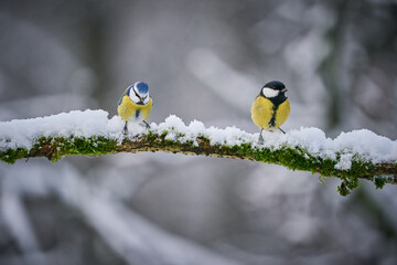 Blue Tit (Parus Caeruleus) and Great Tit (Parus major)