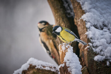Great Tit, Parus major, black and yellow songbird