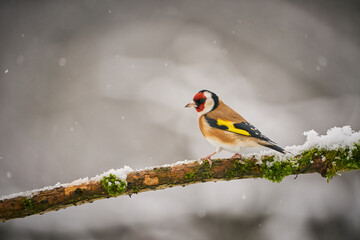 European Goldfinch (Carduelis carduelis), black and yellow songbird